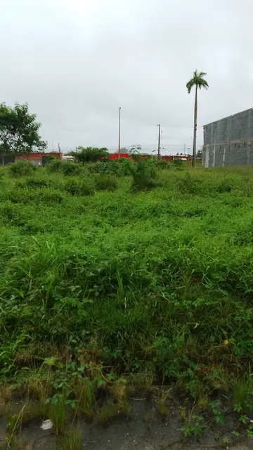 Terreno à venda no Loteamento Portal dos Pássaros - Caraguatatuba / SP - Cod. TE0146 — foto 2