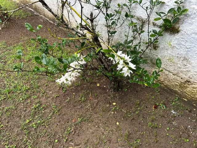 Casa 1 quarto | Venda | Jardim Porto Novo — foto 4