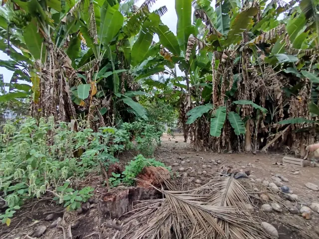 Terreno à venda na Praia das Palmeiras - Caraguatatuba / SP - Cod. TE0566 — foto 14