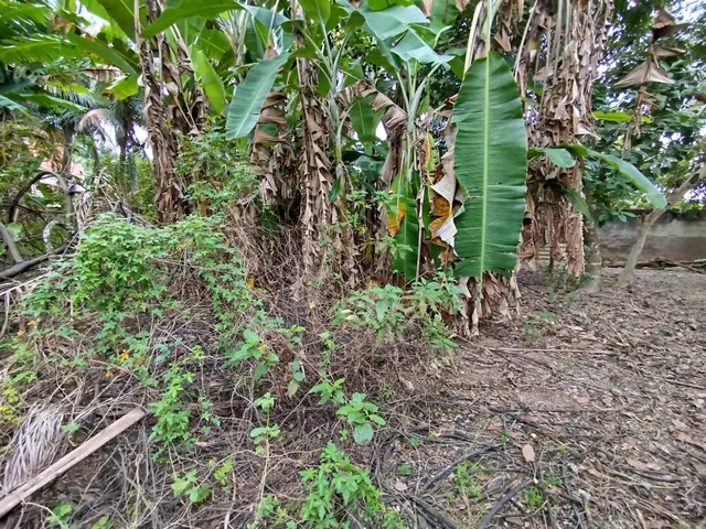 Terreno à venda na Praia das Palmeiras - Caraguatatuba / SP - Cod. TE0566 — foto 24