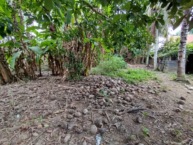 Terreno à venda na Praia das Palmeiras - Caraguatatuba / SP - Cod. TE0566 — foto 22