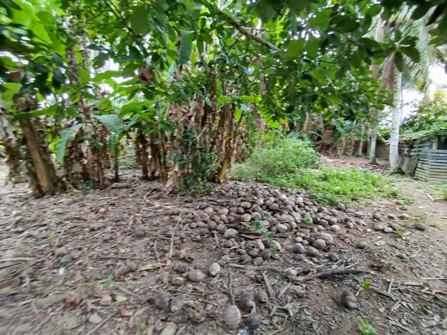 Terreno à venda na Praia das Palmeiras - Caraguatatuba / SP - Cod. TE0566 — foto 5