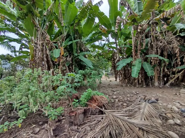 Terreno à venda na Praia das Palmeiras - Caraguatatuba / SP - Cod. TE0566 — foto 12