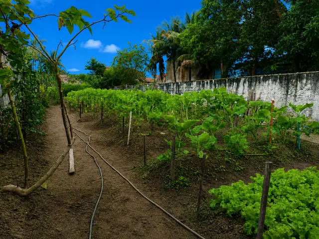 Terreno à venda na Praia das Palmeiras - Caraguatatuba / SP - Cod. TE0564 — foto 3