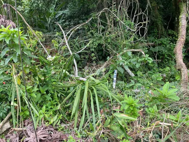Terreno à venda no Verde Mar - Caraguatatuba / SP - Cod. TE0040 — foto 14