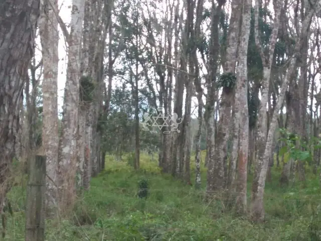 Terreno à venda no Barranco Alto - Caraguatatuba / SP - Cod. TE0139 — foto 6