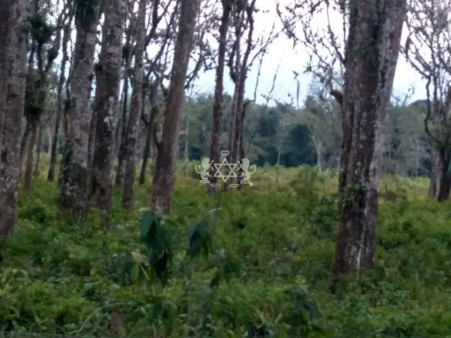 Terreno à venda no Barranco Alto - Caraguatatuba / SP - Cod. TE0139 — foto 4