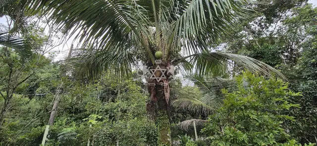 Chácara à venda no Massaguaçu - Caraguatatuba / SP - Cod. CH0001 — foto 13