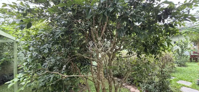 Chácara à venda no Massaguaçu - Caraguatatuba / SP - Cod. CH0001 — foto 11