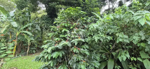 Chácara à venda no Massaguaçu - Caraguatatuba / SP - Cod. CH0001 — foto 10